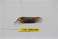 藏品(短身大眼蟹)的圖片